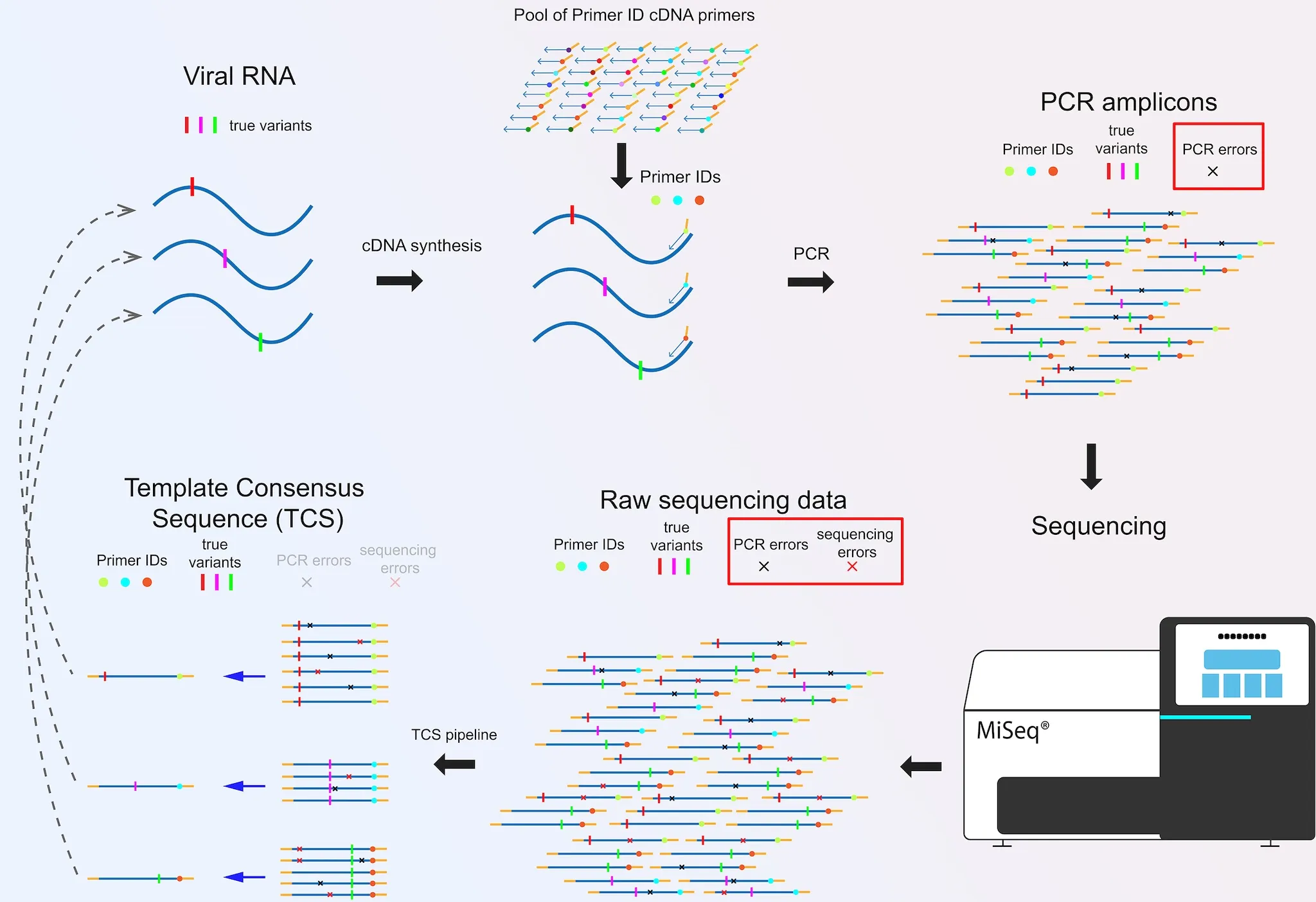 Primer ID Sequencing Diagram